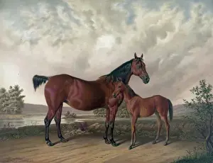Colt Prints: Flora Temple and her colt