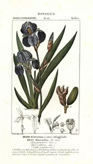 Florentine Gallery: Florentine iris, Iris germanica var. florentina