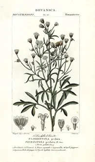 Cellai Prints: Florestina pedata