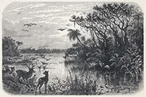 Fauna Prints: Florida Everglades