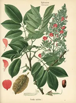 Dogwood Prints: Florida fishpoison tree, Piscidia piscipula