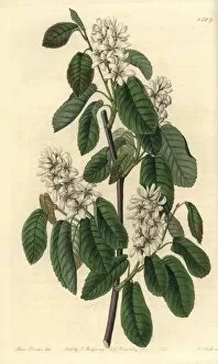 Florida serviceberry, Amelanchier alnifolia subsp florida