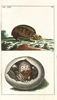 Encyclopediaofnaturalhistory Amphibia Prints: Florida softshell turtle, Apalone ferox, and young in egg