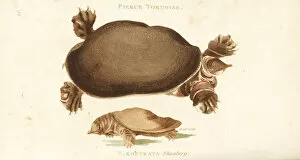 Ferox Gallery: Florida softshell turtle and Chinese softshell turtle