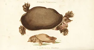 Fierce Collection: Florida softshell turtle and Chinese softshell turtle