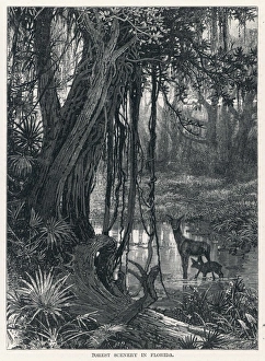 Images Dated 15th October 2007: Florida Swamp