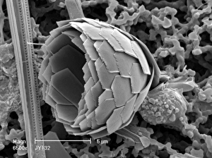 Celled Collection: Florosphaera profunda, coccolith