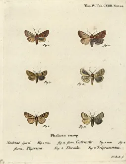 Flounced chestnut, dotted chestnut, brown-line bright-eye Flounced chestnut, dotted chestnut, brown-line bright-eye