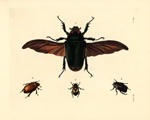 Rufus Gallery: Flower beetle and other exotic beetles