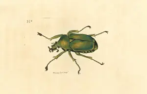 Scarab Prints: Flower chafer (scarab beetle), Dicronorrhina micans