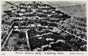 Scilly Gallery: Flower Culture - Scilly - A Packing House