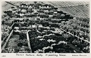 Scilly Prints: Flower Culture - Scilly - A Packing House