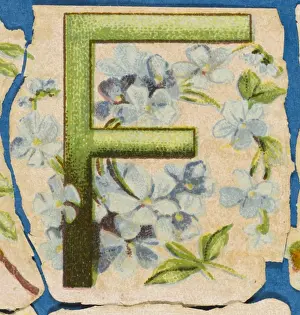 FLOWER F