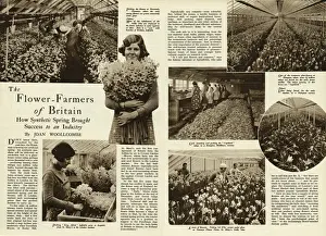 Bouquets Prints: The flower farmers of Britain 1938