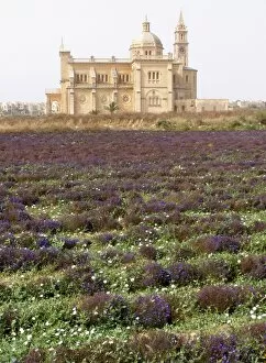 Images Dated 7th June 2011: Flower field, Ta Pinu National Shrine