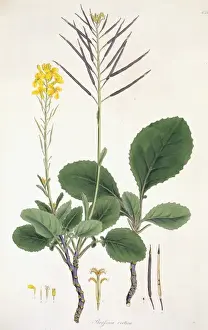 Flower Illustration
