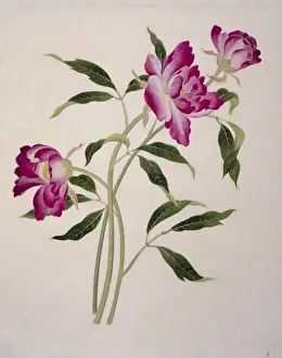Flower Illustration from the Reeves Collection