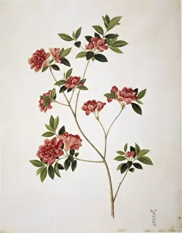 Flower Illustration from the Reeves Collection