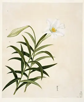 Flower Illustration from the Reeves Collection