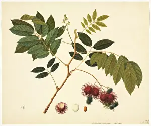 Flower Illustration from the Reeves Collection