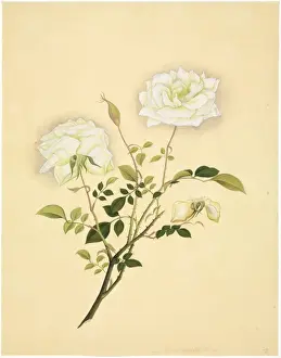 Flower Illustration from the Reeves Collection