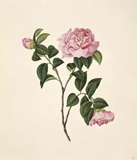 Flower Illustration from the Reeves Collection