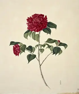 Flower Illustration from the Reeves Collection