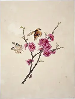 Flower Illustration from the Reeves Collection