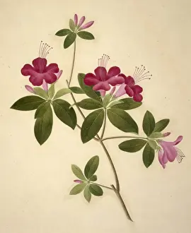 Flower Illustration from the Reeves Collection