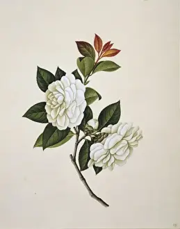 Flower Illustration from the Reeves Collection