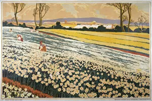 Daffodils Gallery: Flower industry