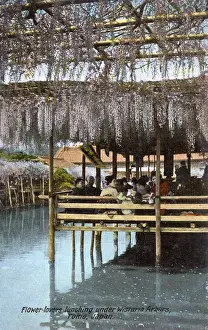 Wisteria Prints: Flower-lovers dine beneath wisteria blossoms - Tokyo, Japan