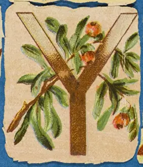 Alphabets Prints: FLOWER Y