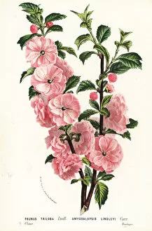 Flowering Gallery: Flowering almond tree, Prunus triloba