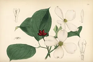 Flowering Gallery: Flowering dogwood or boxwood, Cornus florida