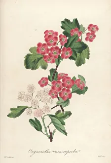 Magazine Of Botany Prints: Flowering hawthorn, Oxycantha rosea superba