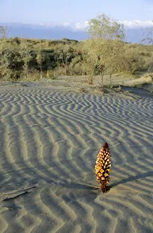 Flowering parasitic plant - in sand dunes of Karakum