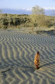 Habitat Prints: Flowering parasitic plant - in sand dunes of Karakum