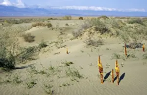 Habitat Prints: Flowering parasitic plants - sand dunes of Central