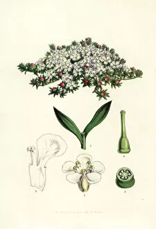 Flowering Gallery: Flowering pixie-moss, Pyxidanthera barbulata