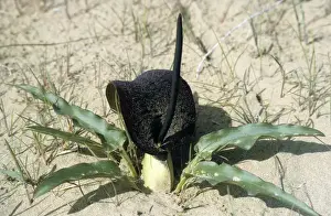 Turkmenistan Prints: Flowering plant Eminium Lemona - typical in sand