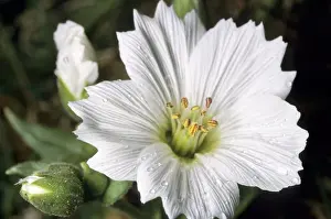 Stellaria Prints: Flowering plant Stellaria sp