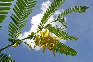 Malaysia Prints: A flowering plant (unidentified) on a river Danum bank