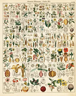Pitcher Collection: Flowering plants