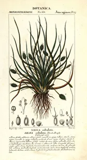 Flowering Gallery: Flowering quillwort or awl-leaf lilaea, Lilaea subulata