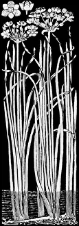 Midgley Collection: Flowering Rush