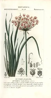 Dictionaryofnaturalscience Prints: Flowering rush, Butomus umbellatus