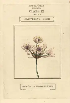 Flowering rush, Butomus umbellatus
