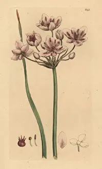 Flowering rush, Butomus umbellatus