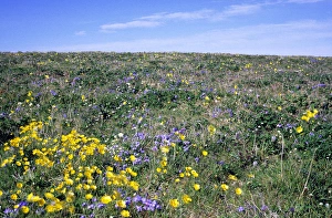 Flowering upland tundra of river Maksimovka valley